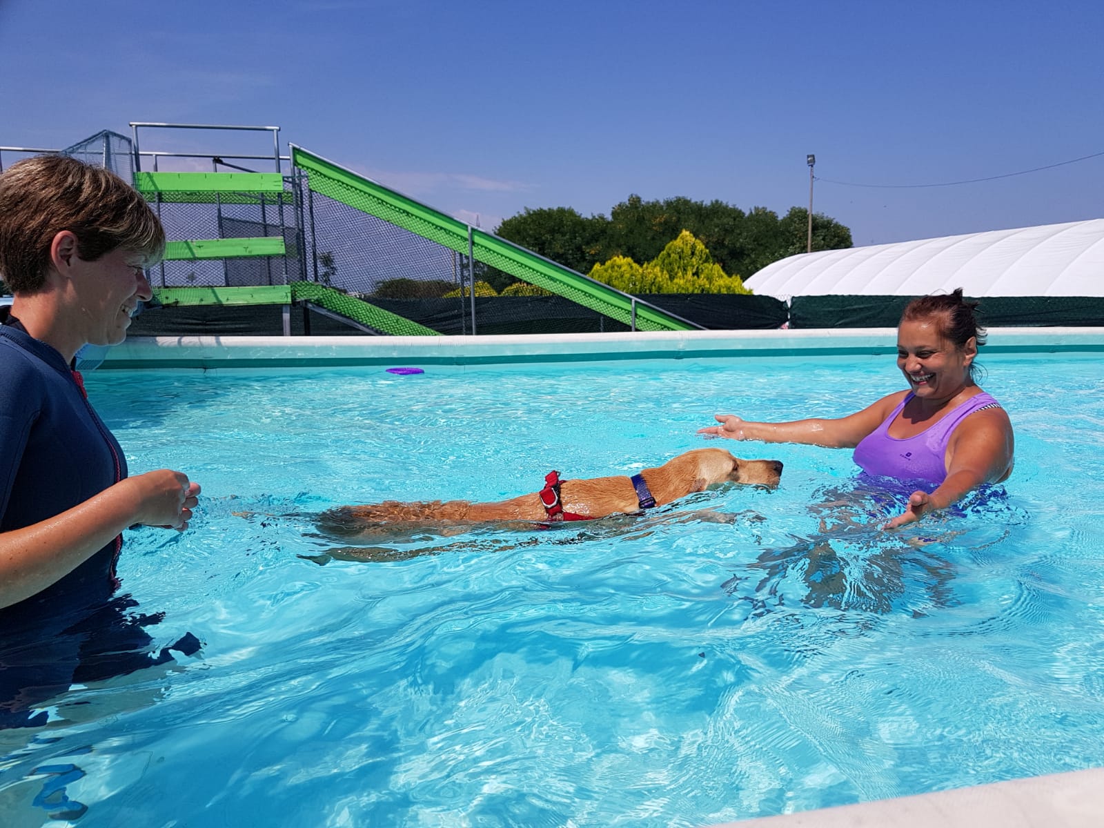 domeniche in piscina cani