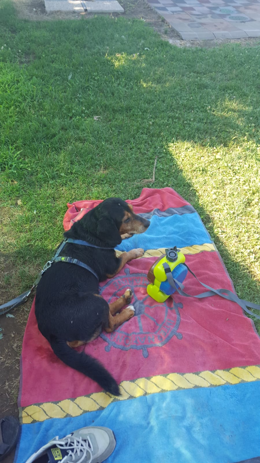 domeniche in piscina cani