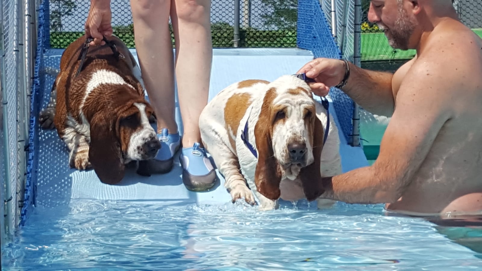 domeniche in piscina cani